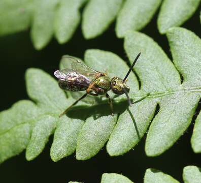 Augochlorella aurata (Smith 1853)的圖片