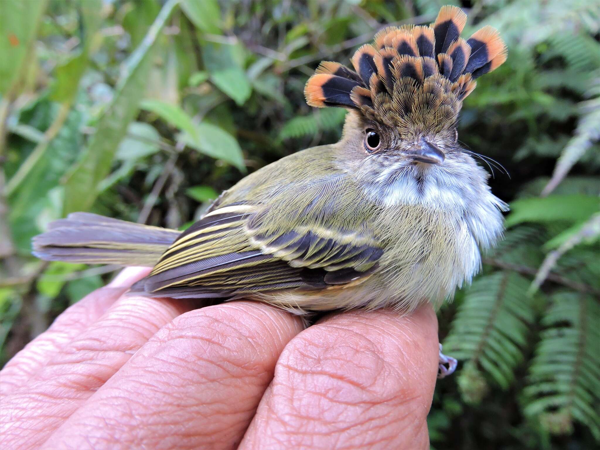 Image of Scale-crested Pygmy Tyrant