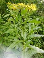 Image of Senecio sarracenicus L.