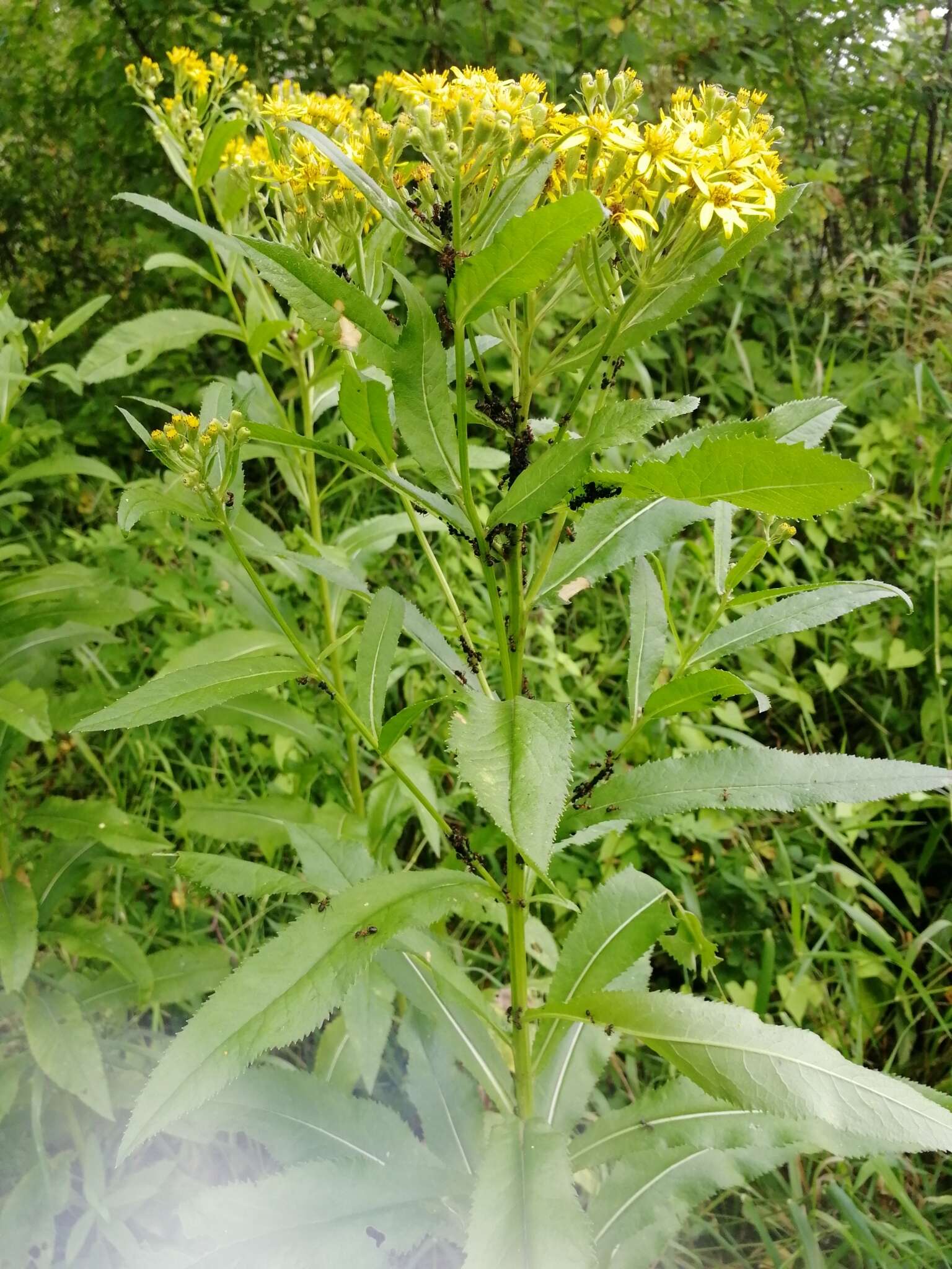 Image of Senecio sarracenicus L.