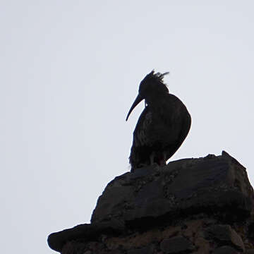 Image of Wattled Ibis