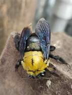 Image of Xylocopa ruficornis Fabricius 1804