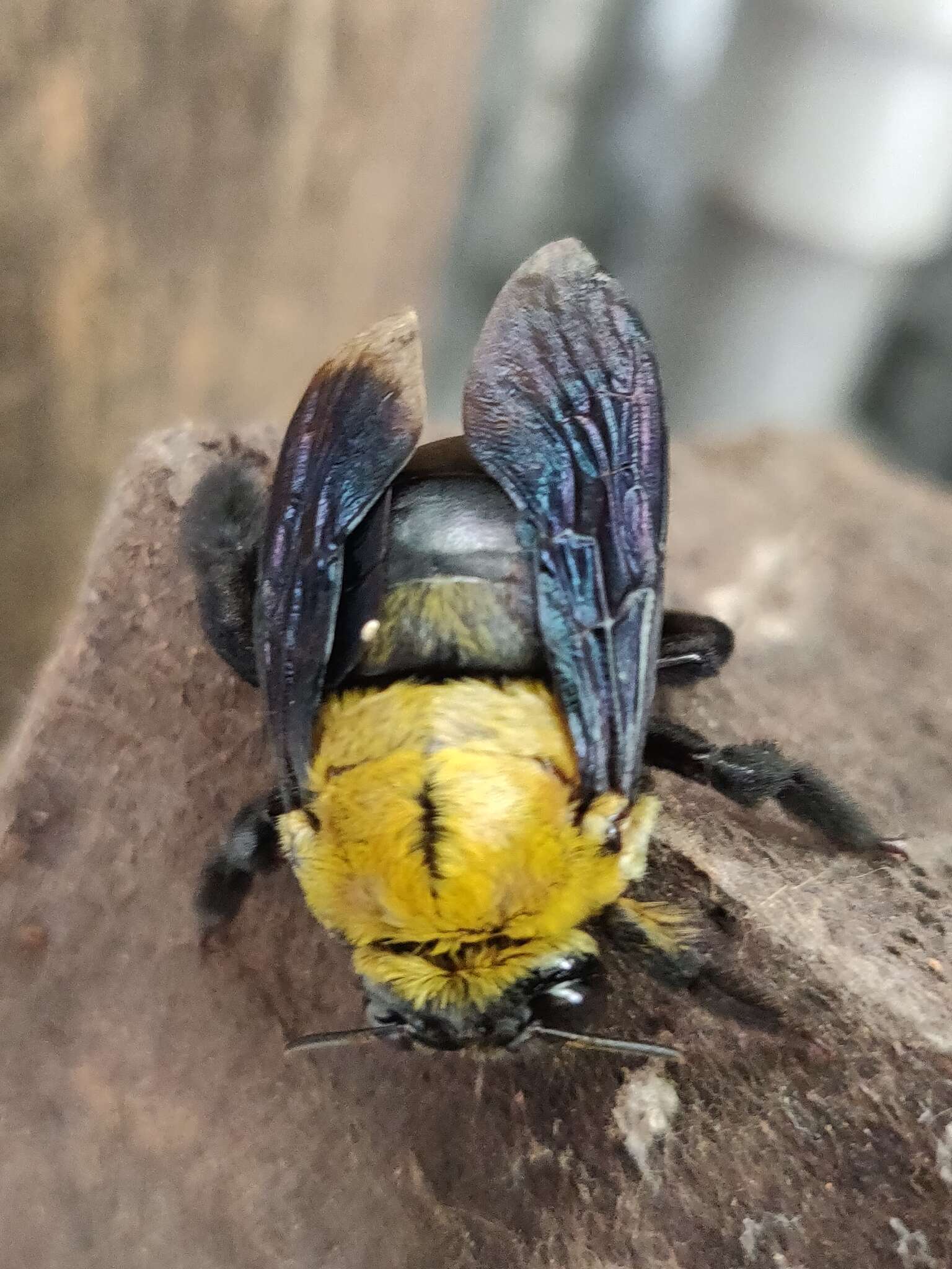 Image of Xylocopa ruficornis Fabricius 1804