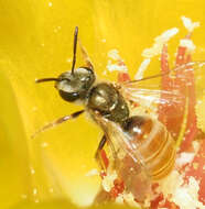 Слика од Halictus lutescens Friese 1921