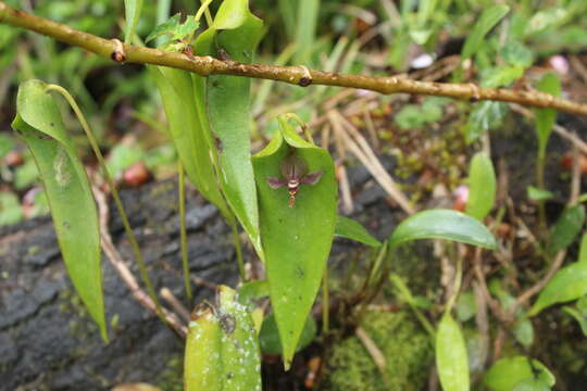 Plancia ëd Pleurothallis lilijae Foldats