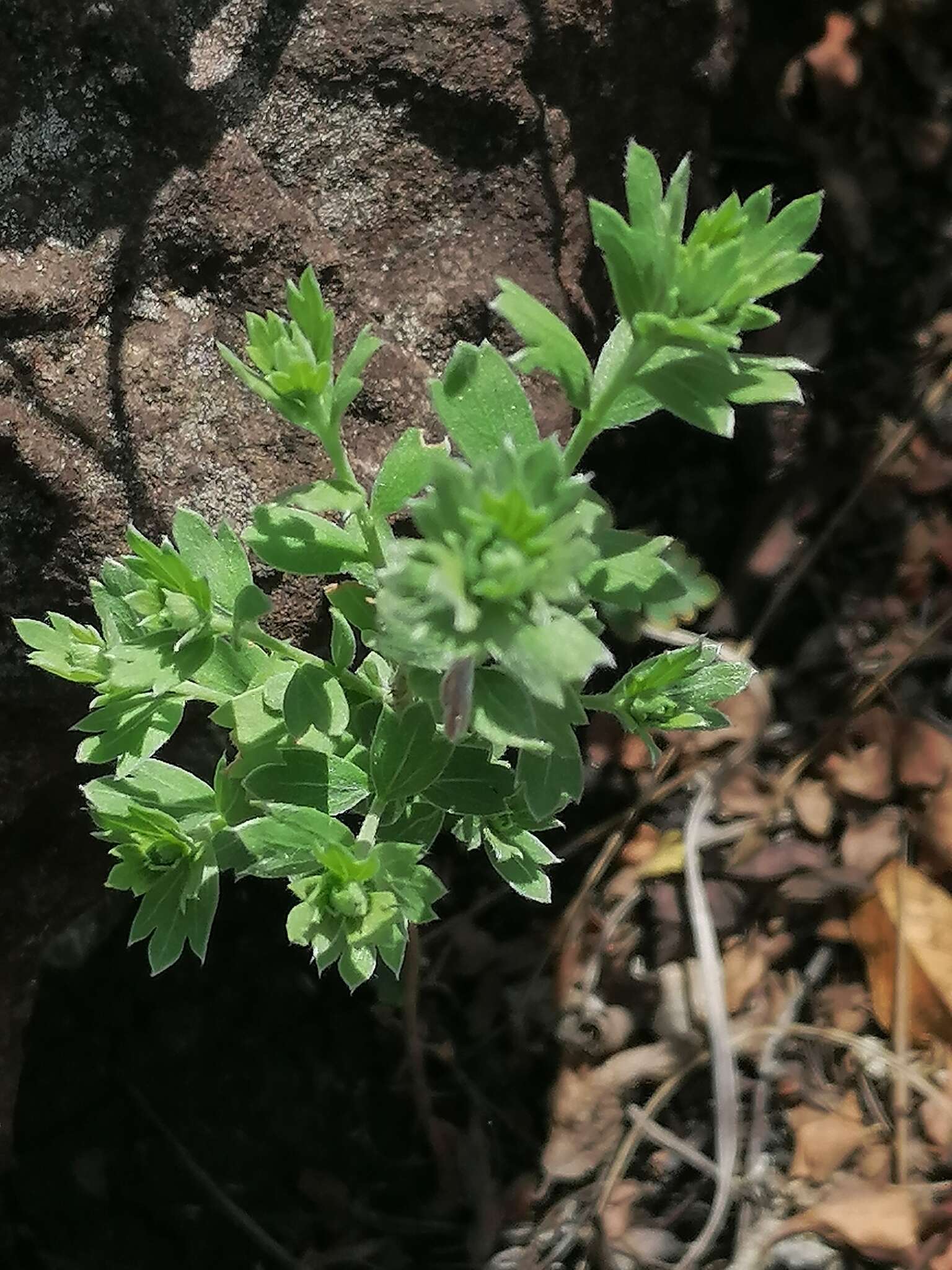 Image of Schistostephium crataegifolium (DC.) Fenzl ex Harv. & Sond.