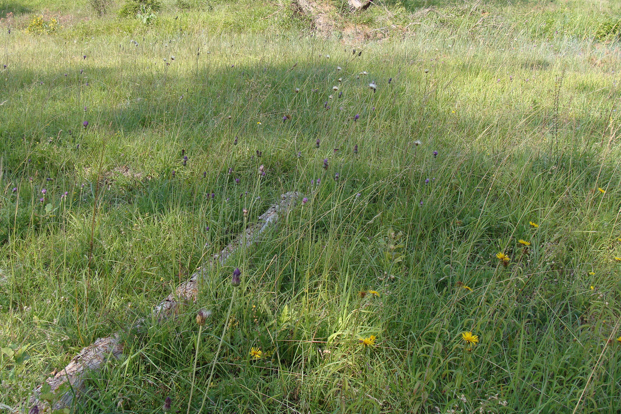 Image of Tuberous Thistle