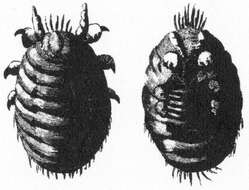 Imagem de Porphyrophora polonica (Linnaeus 1758)