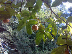 Image of Medlar