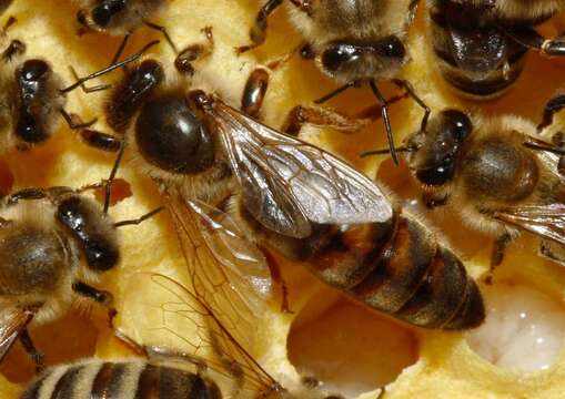 Слика од Apis mellifera carnica