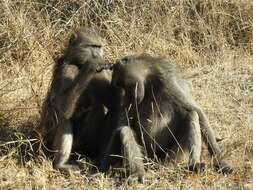 Image of Chacma Baboon