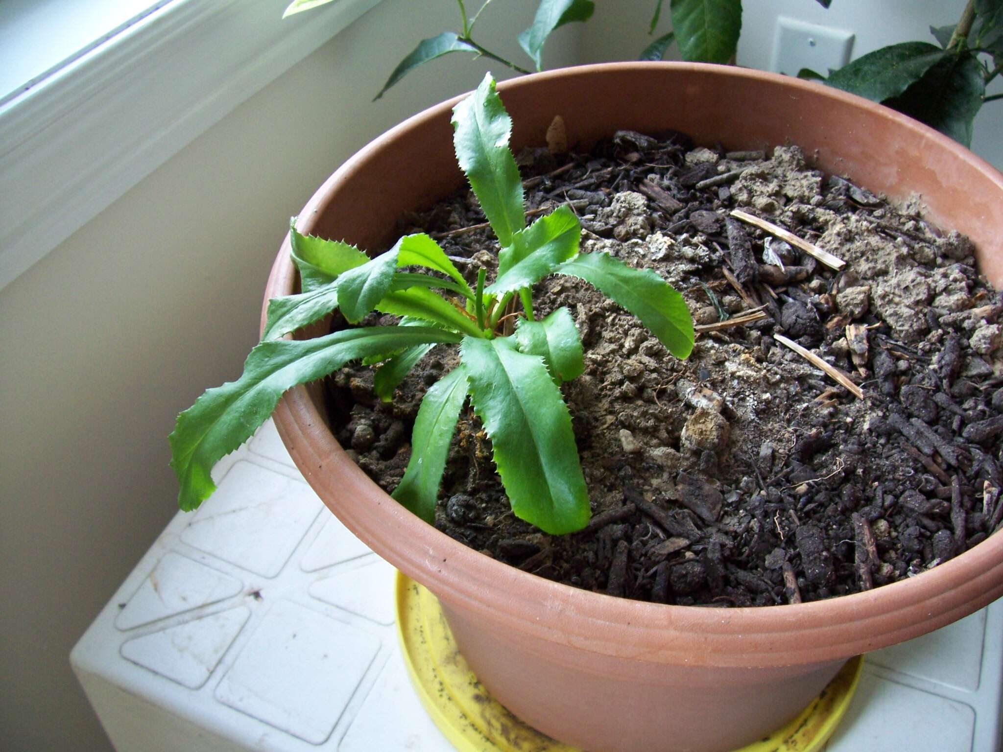 Eryngium foetidum L. resmi