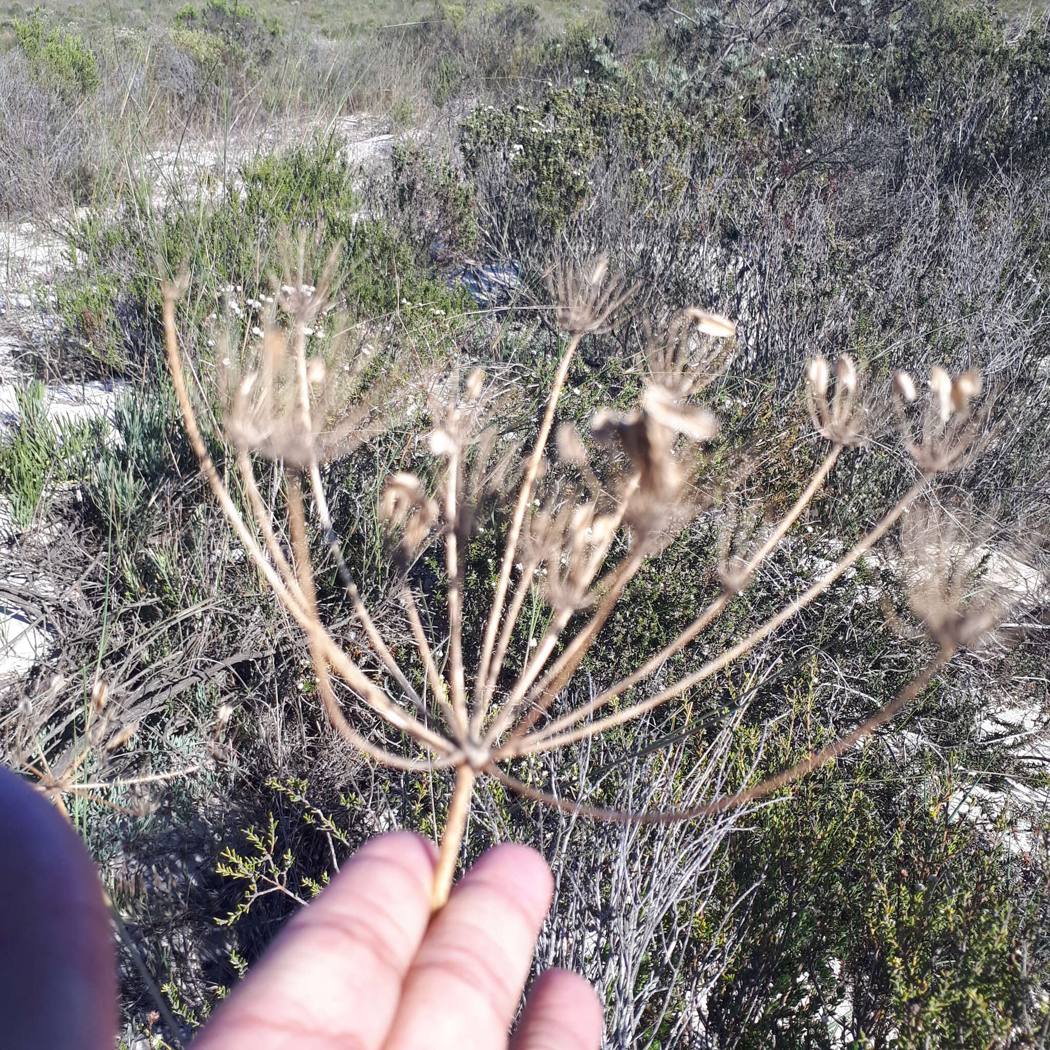 Image of Annesorhiza macrocarpa Eckl. & Zeyh.