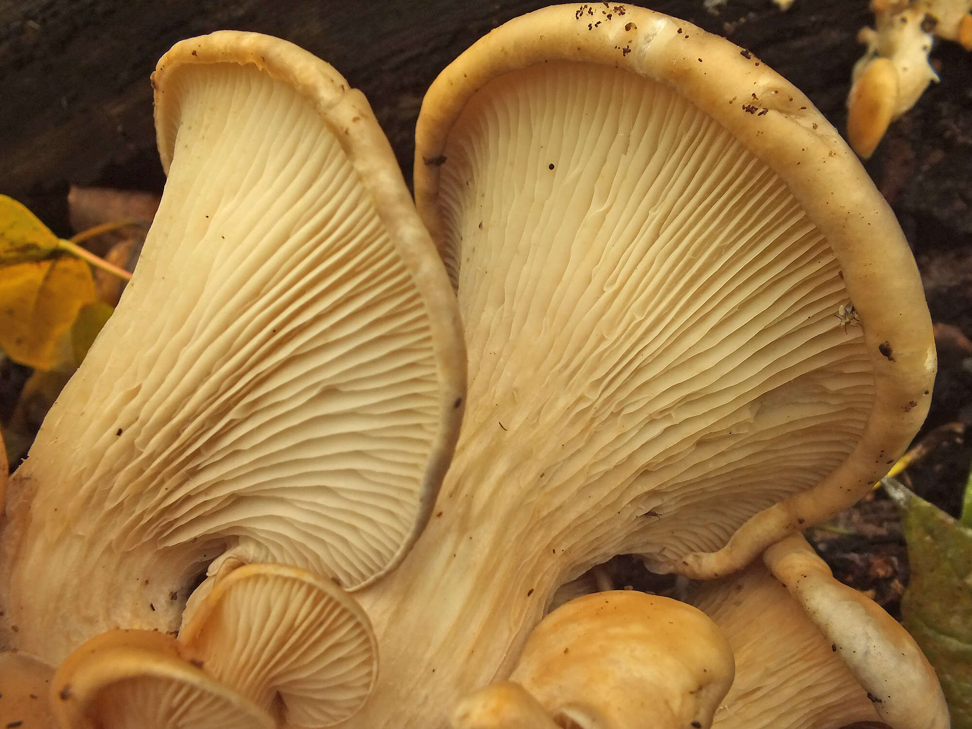 Image of Branched Oyster Mushroom