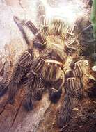 Image of Brazilian salmon pink tarantula