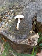 Image of Clitocybe truncicola (Peck) Sacc. 1887