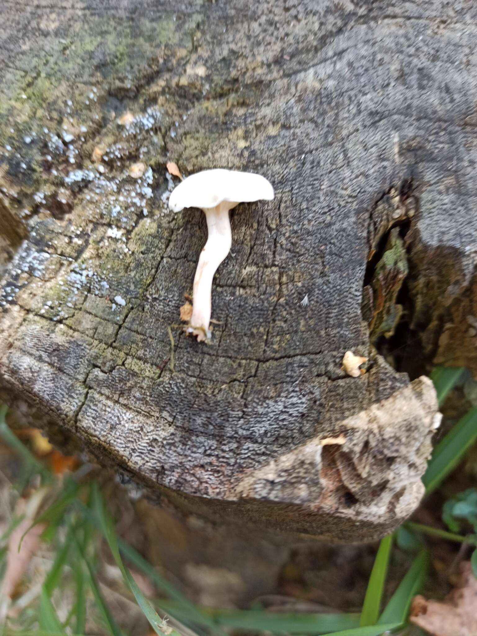 Clitocybe truncicola (Peck) Sacc. 1887 resmi