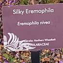 Eremophila nivea R. J. Chinnock resmi