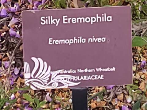 Imagem de Eremophila nivea R. J. Chinnock