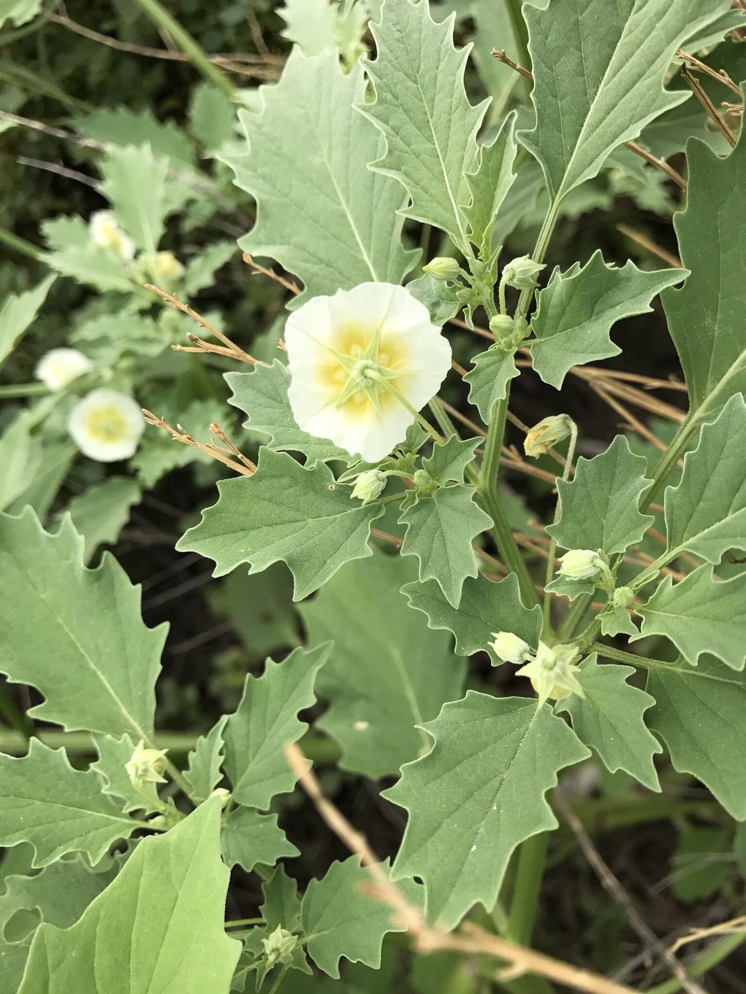 Image of sharpleaf groundcherry and Wright groundcherry