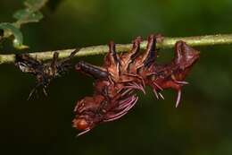 Image of Citheronia phoronea (Cramer 1779)