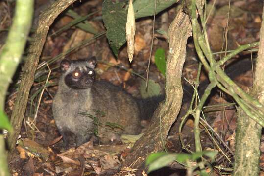 Image of Paradoxurus philippinensis