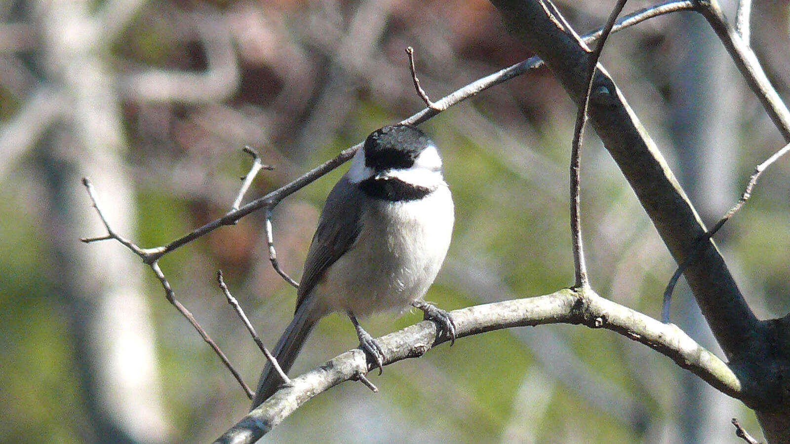 Image of Chickadee