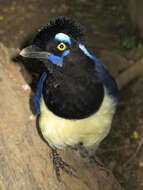 Image of Plush-crested Jay