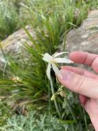 Image de Narcissus triandrus L.