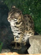 Image of Leopard Cat