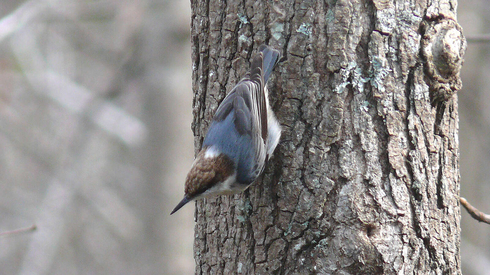 Image of Brown-headed Nuthatch