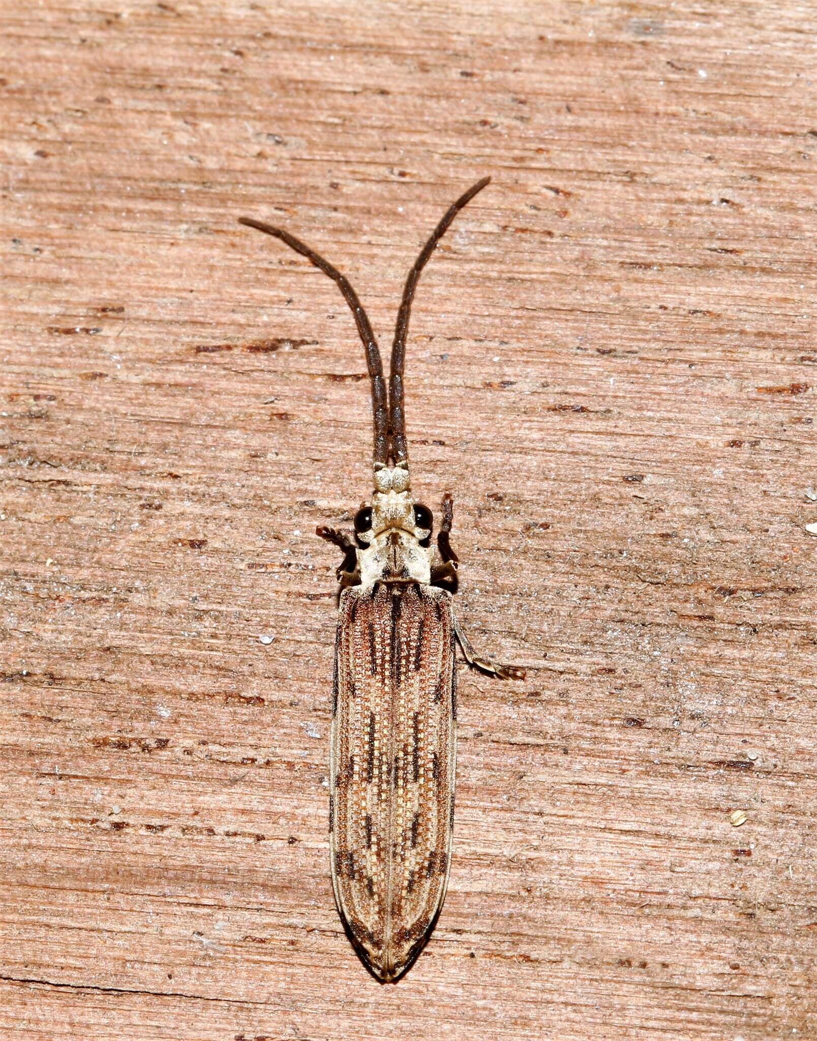 Image of Tenomerga leucophaea (Newman 1839)