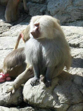 Image of hamadryas baboon