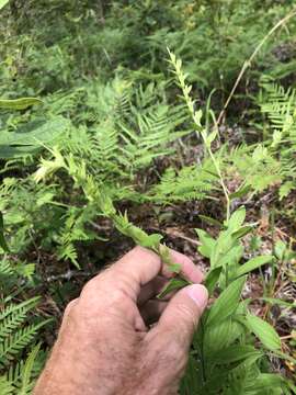 Plancia ëd Lithospermum virginianum L.