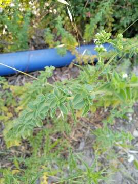 Image of Origanum vulgare subsp. virens (Hoffmanns. & Link) Ietsw.