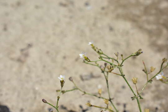 Image of sand gilia