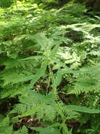 Urtica angustifolia Fisch. ex Hornem.的圖片