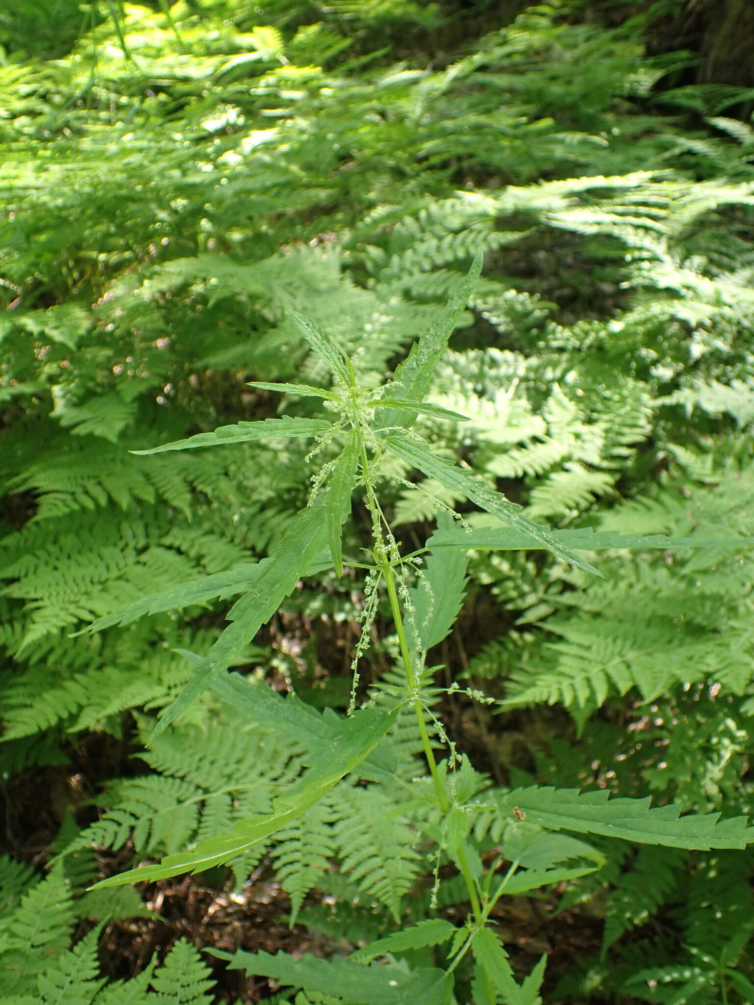 Urtica angustifolia Fisch. ex Hornem.的圖片