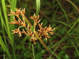 Plancia ëd Fimbristylis cymosa var. spathacea (Roth) T. Koyama