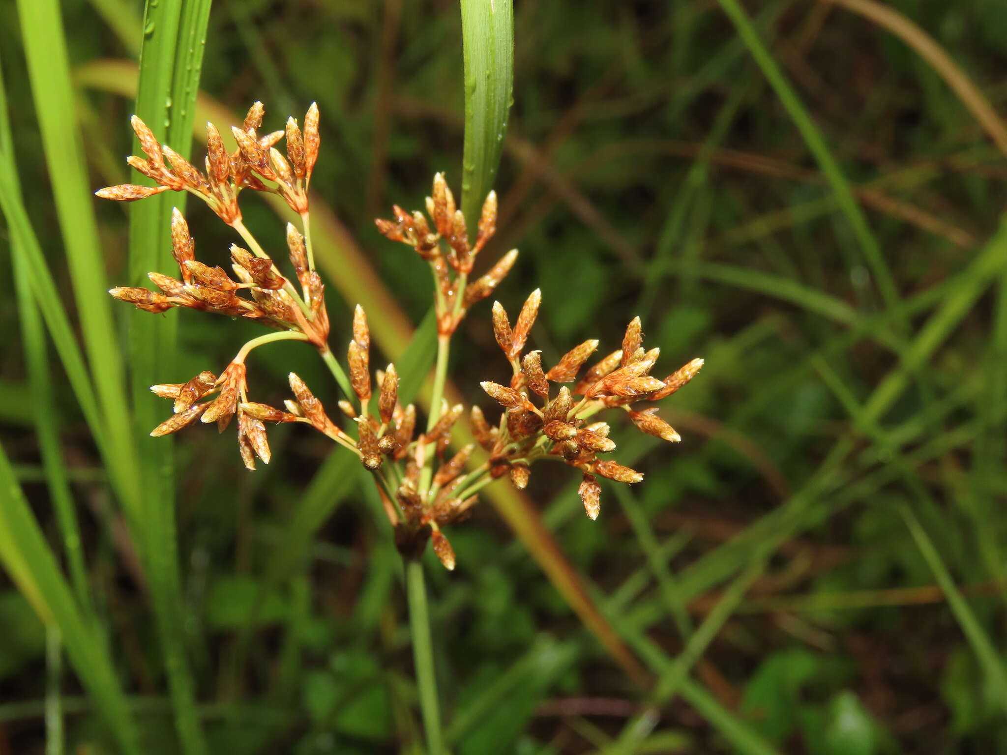 Image of Fimbristylis cymosa var. spathacea (Roth) T. Koyama