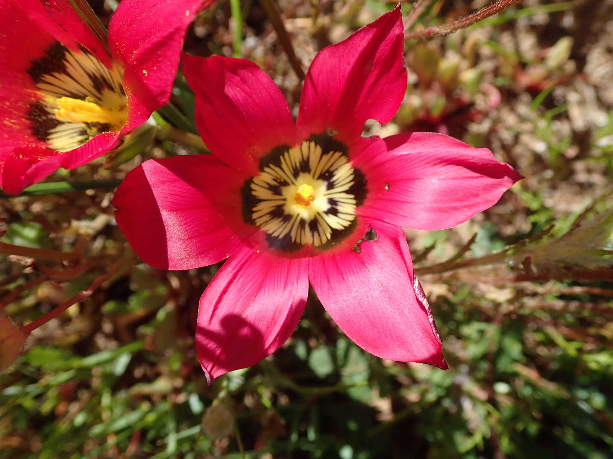 Image of Romulea pudica (Sol. ex Ker Gawl.) Baker