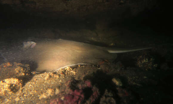 Image of Pearl stingray