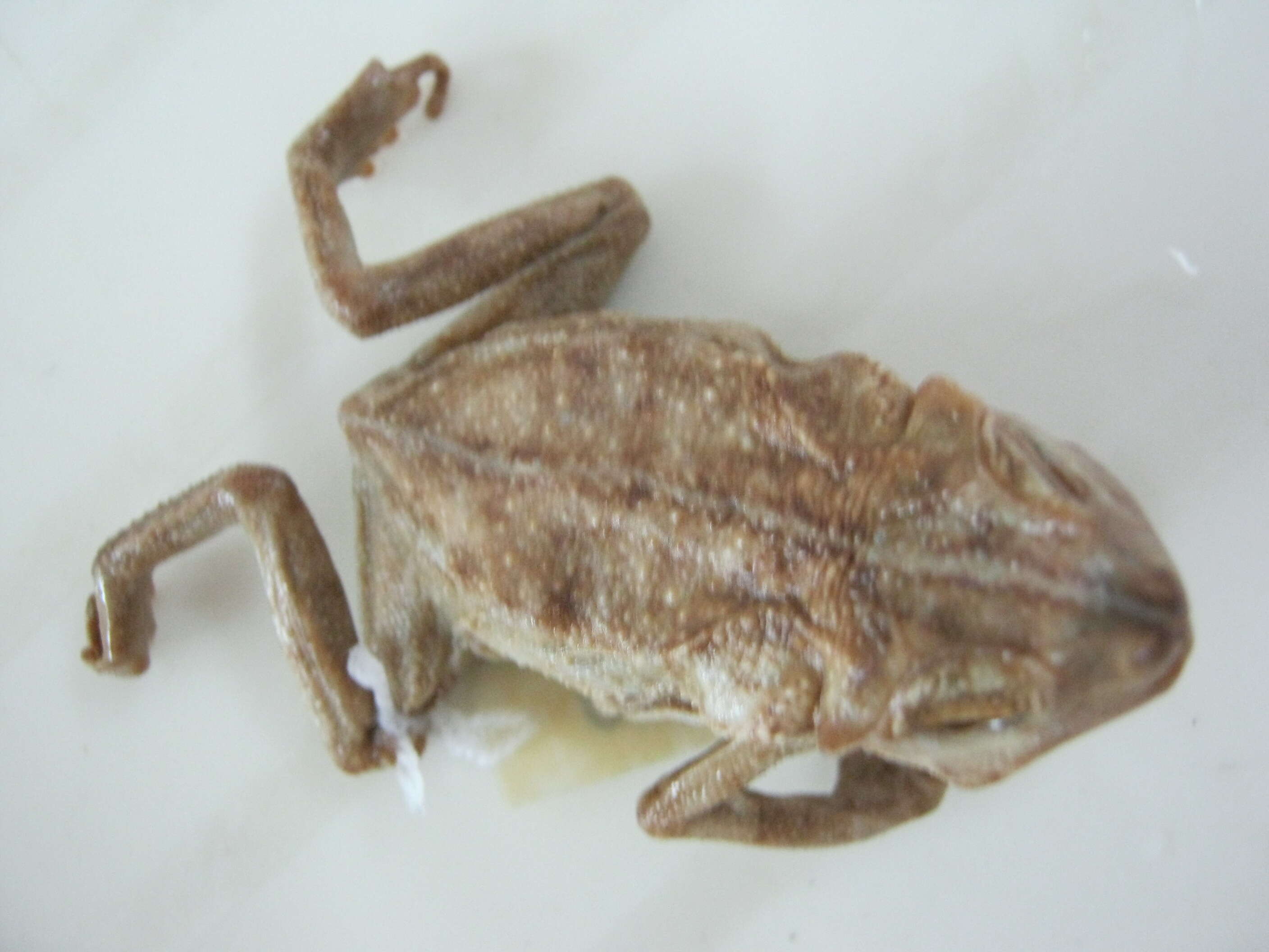 Image of Rhinella margaritifera (Laurenti 1768)