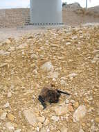 Image of Savi's Pipistrelle