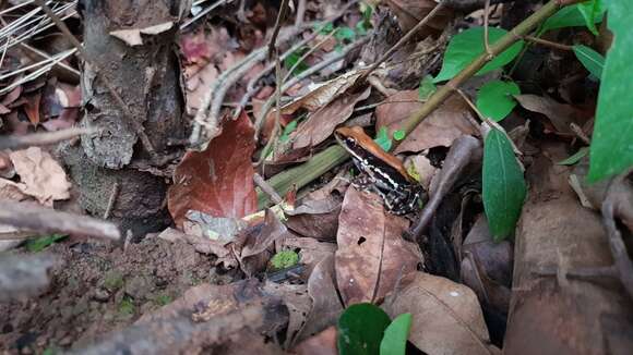 Image of widespread fungoid frog