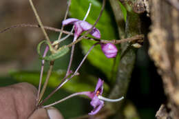 Image of Boeica fulva C. B. Clarke