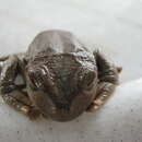 Image of Popayan Marsupial Frog