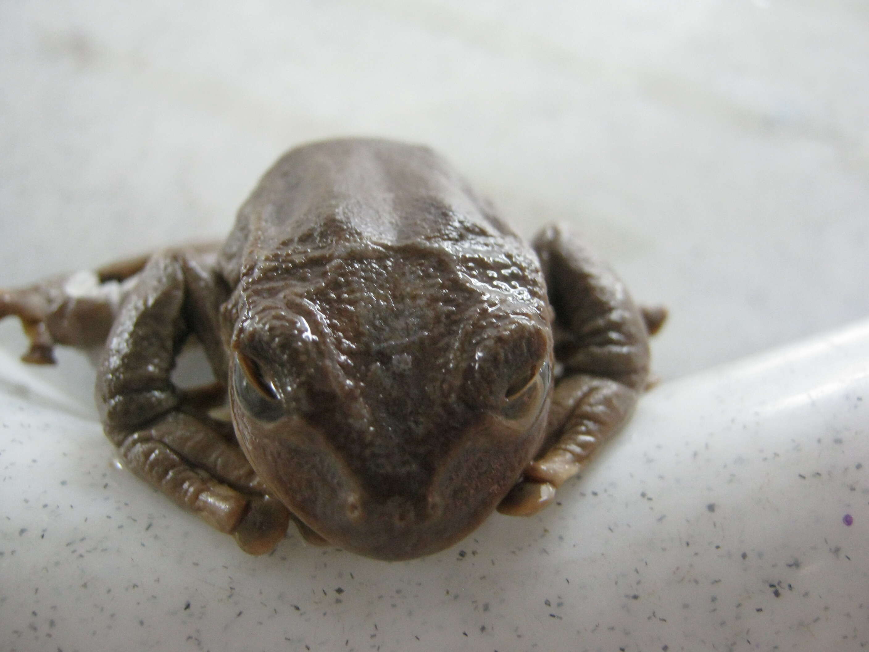 Image de Gastrotheca argenteovirens (Boettger 1892)