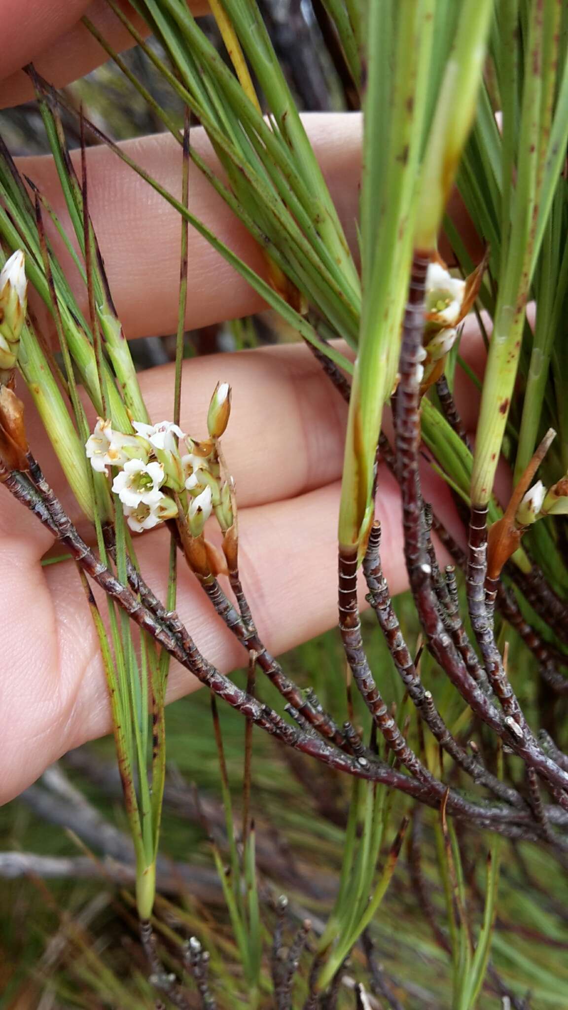 Image of Dracophyllum filifolium Hook. fil.