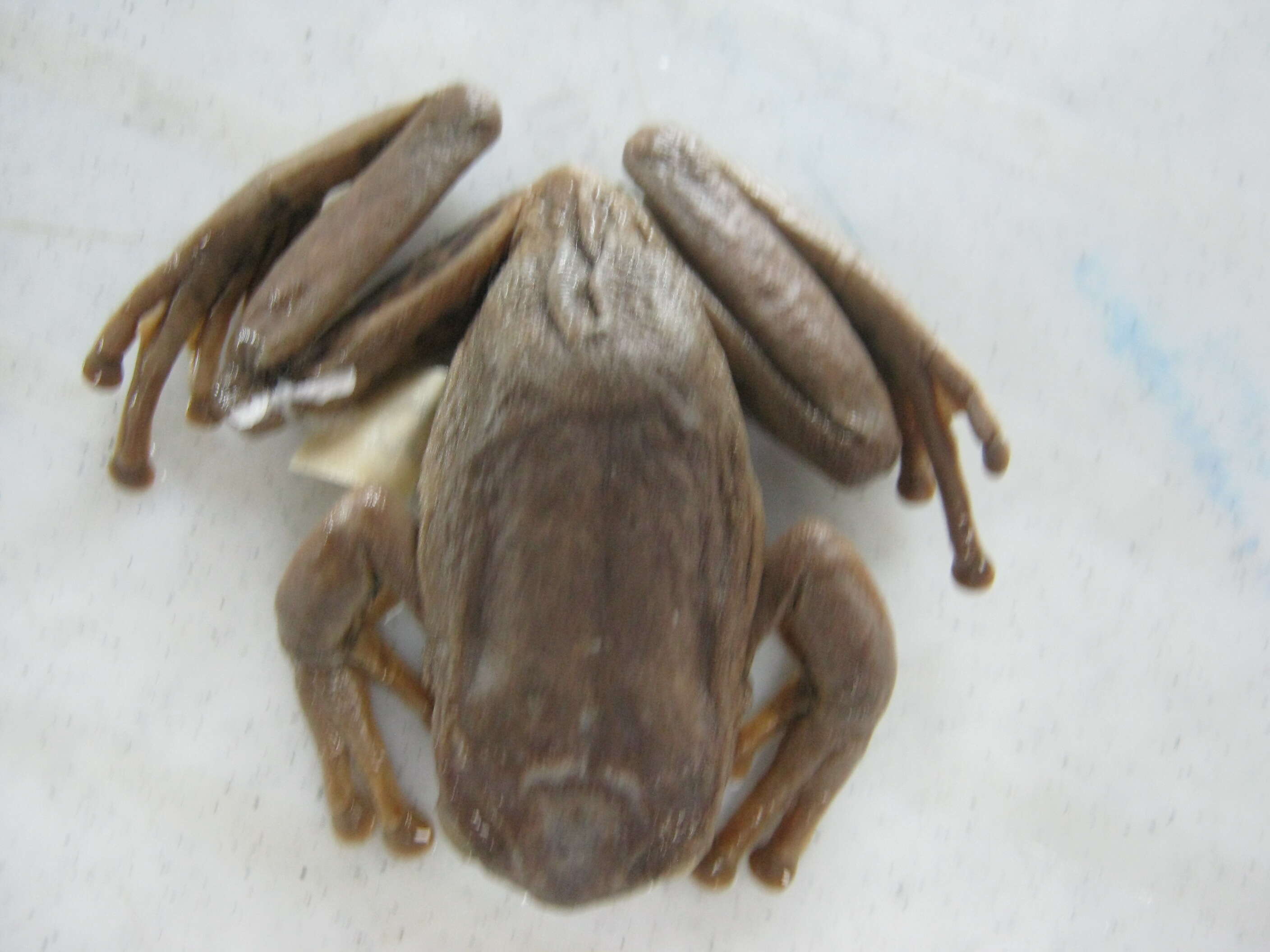 Image de Gastrotheca argenteovirens (Boettger 1892)